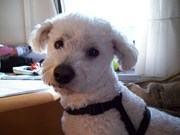honden foto van Vincent