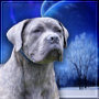 honden foto honden foto van La Protezione Migliore Cane corso