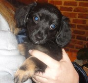 honden foto van nesje