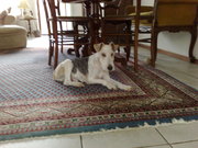honden foto van popescu l.