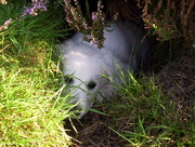 honden foto van Irene