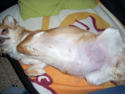 honden foto van kimberly