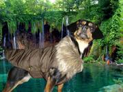 honden foto van cindy