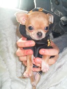 honden foto honden foto van Dylan