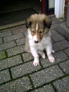 honden foto van Kim-marina