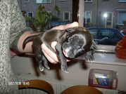 honden foto van Desire