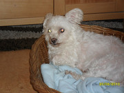 honden foto van Tasja&Daisy&Rocky