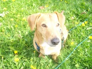 honden foto van anne