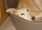 honden foto van Roos Wastyn