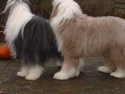 honden foto van Akke