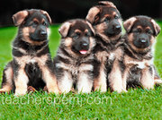 honden foto van Ruben