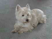 honden foto honden foto van Diana