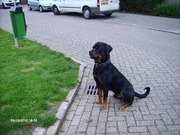 honden foto van Trudy en Tibo