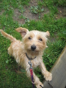 honden foto van Danielle