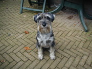 honden foto honden foto van heidi