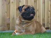 honden foto van K. Gerrats