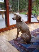 honden foto van Gertie