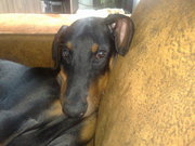 honden foto van Amanda van Gestel