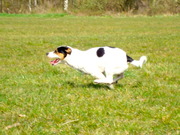 honden foto van Lio en Bram
