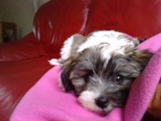 honden foto van Iliana