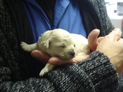 honden foto van Diva