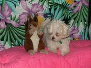 honden foto van shania