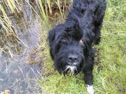 honden foto van Toon uut Ulft