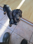 honden foto honden foto van sanne