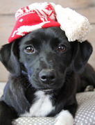 honden foto van Rosita&Kwibus 