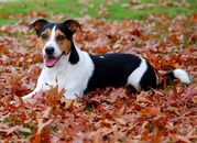 honden foto van Jeanine
