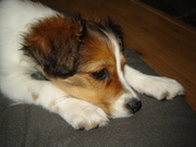 honden foto van Desire