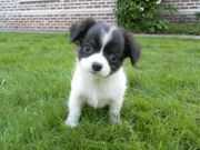 honden foto honden foto van Luna & Pippa