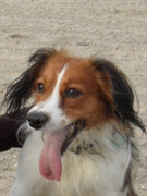 honden foto van Daphne