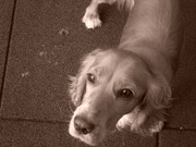 honden foto van Ashley