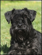 honden foto van d'Asanti Moyo