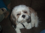 honden foto van maggie