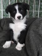 honden foto van Esther