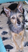 honden foto van vicky