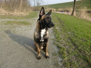 honden foto van patrick