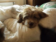 honden foto van candy