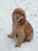 honden foto van shana