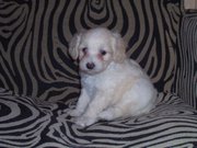 honden foto van laila