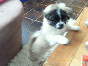 honden foto honden foto van wieggers