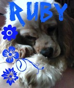 honden foto van brent en ruby 
