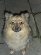 honden foto honden foto van kelly