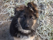 honden foto van AmberKyra