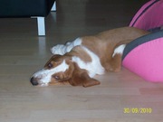 honden foto van lilla