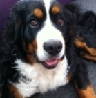 honden foto van Kaat