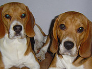 honden foto van carla