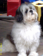 honden foto van Sander